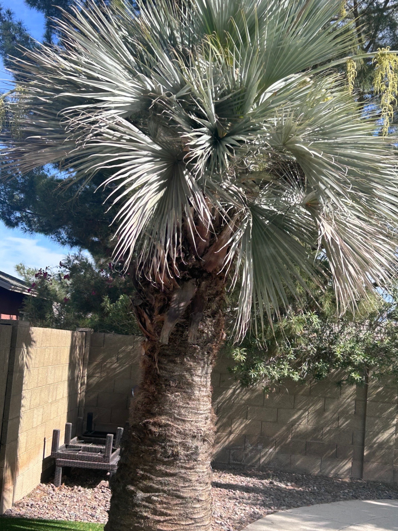 Mature Mexican blue fan palm in a Phoenix backyard submitted by homeowner