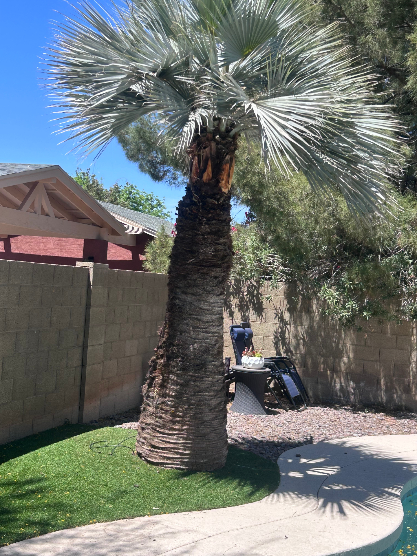 Backyard palm with damaged crown submitted by Phoenix homeowner for assessment