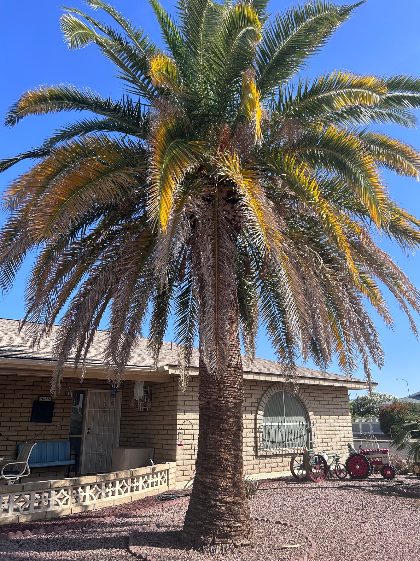 Mature date palm in front yard of a Phoenix home with yellowing fronds needing trimming