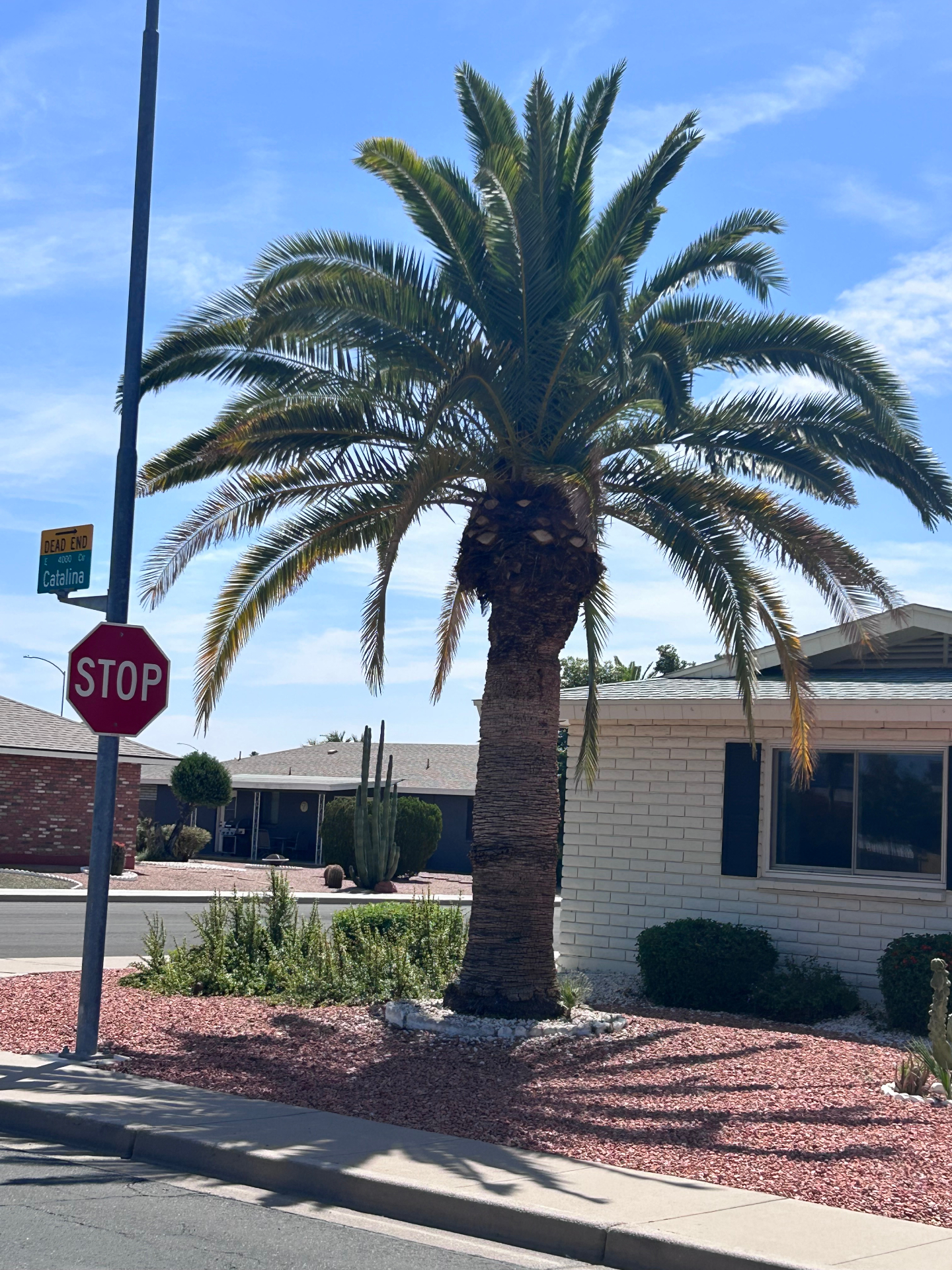 Pineapple-cut date palm at a Phoenix street corner submitted for shaping