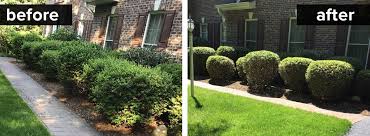 Before and after fine pruning of shrubs at a Phoenix home by Mata Legacy