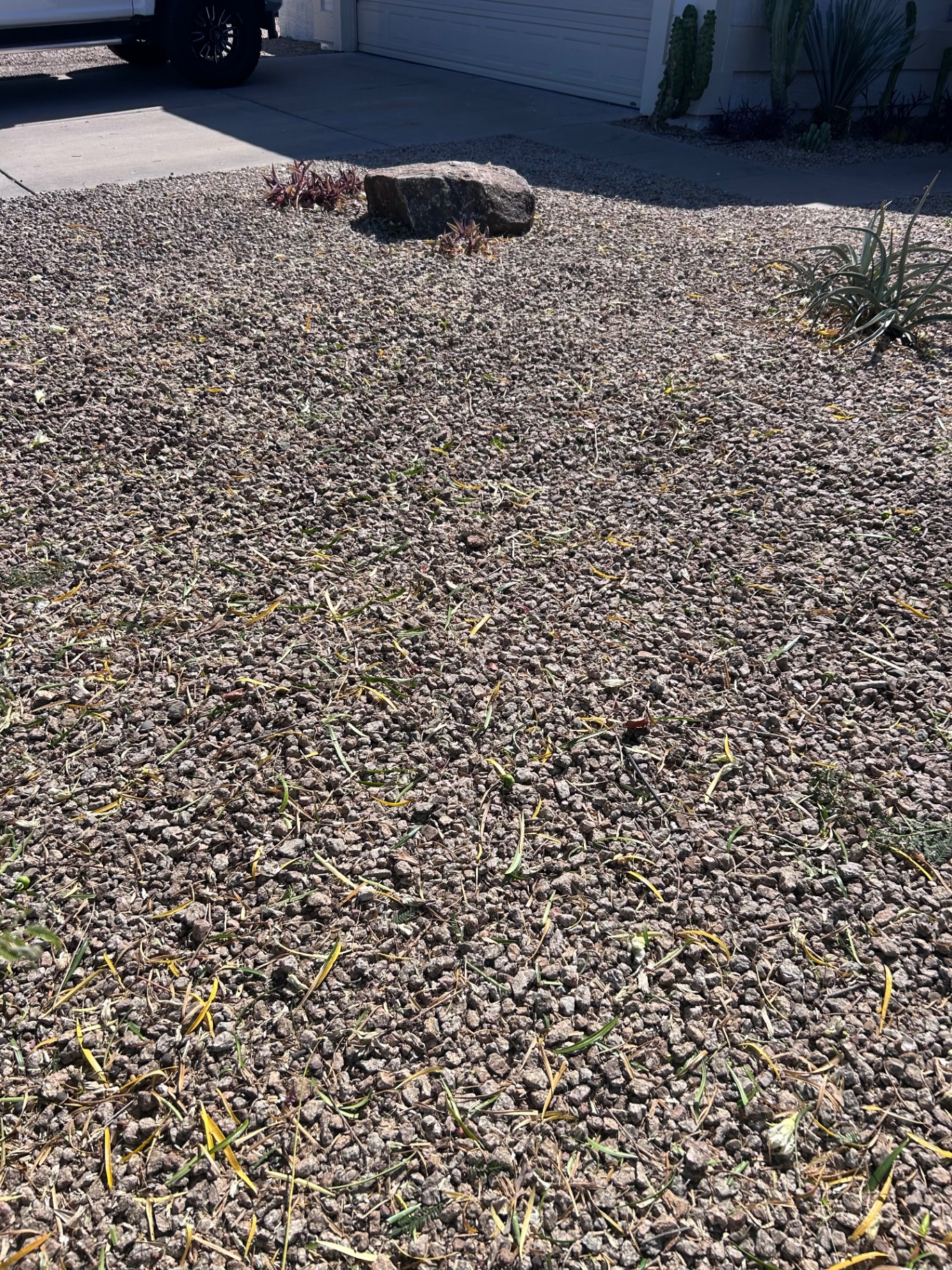 Clean front yard after full tree removal and cleanup by Mata Legacy in Phoenix
